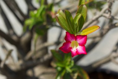 Pembe çöl gülü veya Impala Lily veya alay açelya çiçek