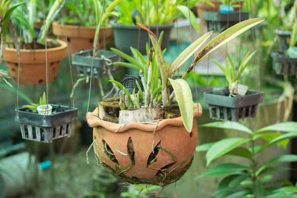 Orkide saksı bitki Kreş üzerinde 