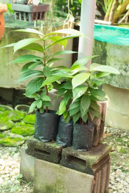 Orkide saksı bitki Kreş üzerinde 