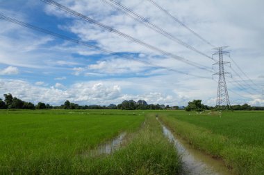 Yeşil pirinç alan mavi gökyüzü ile görüntü 