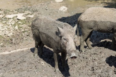  Bebek yaban domuzu çamur katta