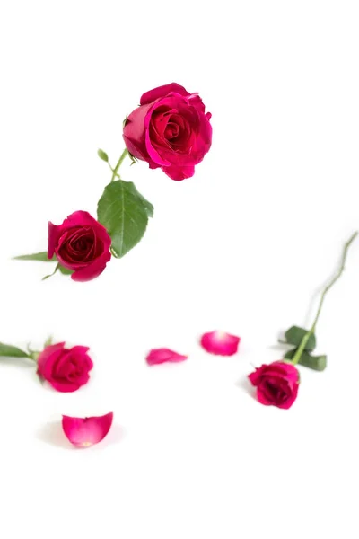 白い背景で隔離の葉とピンクのバラ — ストック写真