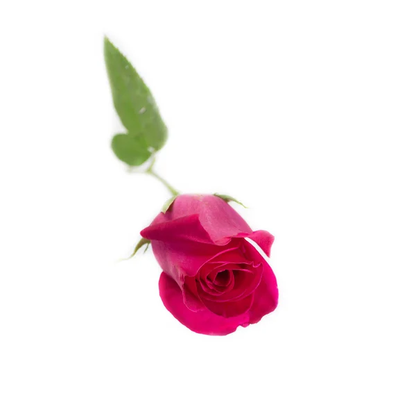 Pink rose with leaves isolated on white background — Stock Photo, Image