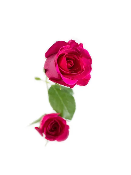 Pink rose with leaves isolated on white background — Stock Photo, Image