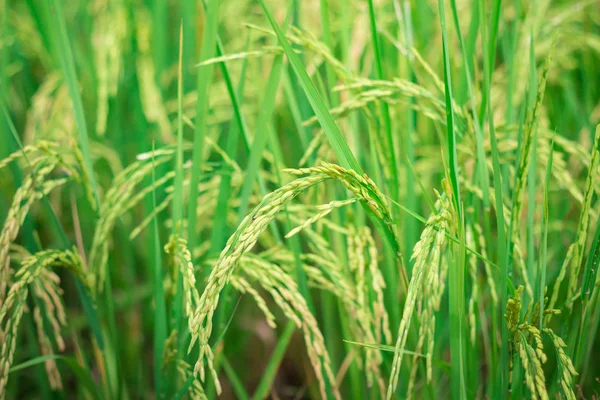 Riso verde nel campo agricolo coltivato Fase iniziale dello sviluppo delle piante agricole — Foto Stock
