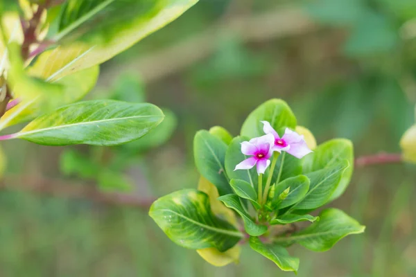 小小的粉红色花朵，在清晨的时光 — 图库照片