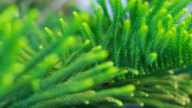  Norfolk Adası Çam ağacı (yumuşak odak)