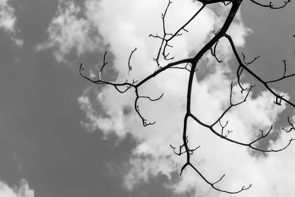 Κλαδιά δέντρων ενάντια στον ουρανό (μαύρο και άσπρο θέμα) — Φωτογραφία Αρχείου