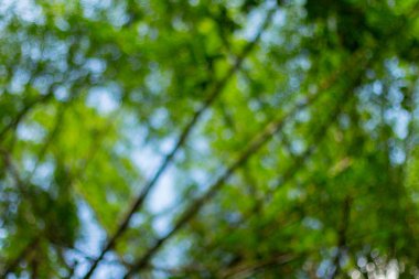 Bambu Ormanı'nın bulanık görüntü 