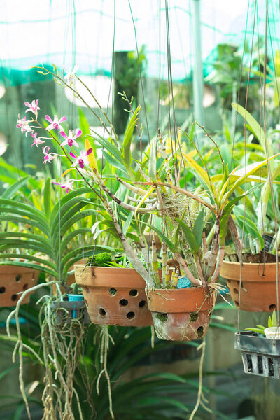 Orchid flower pots on a plant nursery 