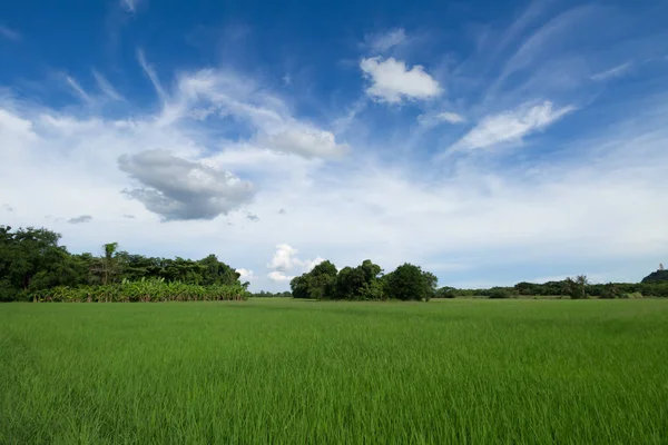 Εικόνα πράσινο στον τομέα του ρυζιού με το μπλε του ουρανού στην εξοχή — Φωτογραφία Αρχείου