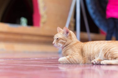 Sarı kedi rahatlatıcı süre