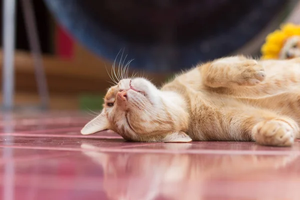 Sarı kedi rahatlatıcı süre
