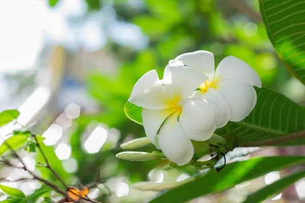 Weiß gefiederte Blüten — Stockfoto