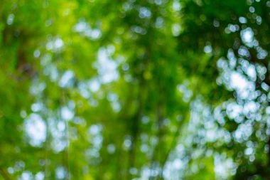 Bambu Ormanı'nın bulanık görüntü 