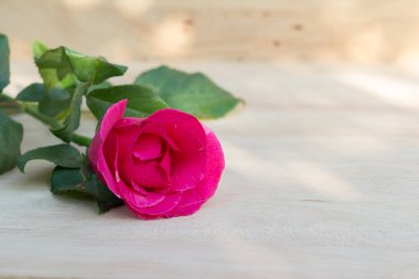 Sevgililer günü, romantik arka plan içinde pembe Gül