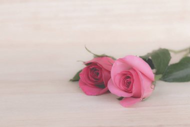 Pembe Gül Sevgililer günü, romantik arka plan (vintage etkisi