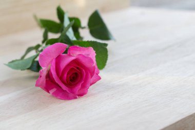 Sevgililer günü, romantik arka plan içinde pembe Gül