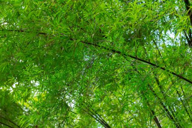 Bambu Ormanı'nın bulanık görüntü 