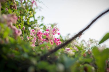 güzel pembe çiçek