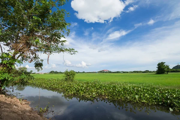 Zöld rizs mező kék ég képe — Stock Fotó