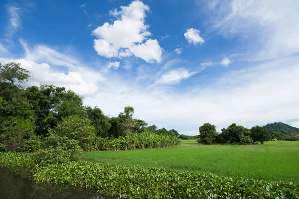 Τομέα του ρυζιού πράσινο με το μπλε του ουρανού για το φόντο — Φωτογραφία Αρχείου