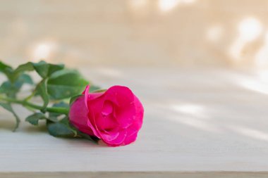 Sevgililer günü, romantik arka plan içinde pembe Gül