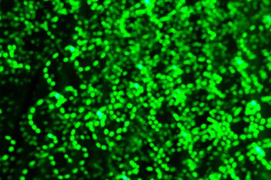 Festival ışıkların bulanık görüntü