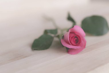 Pembe Gül Sevgililer günü, romantik arka plan (vintage etkisi