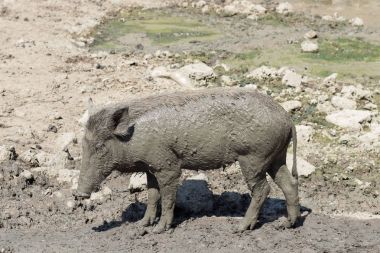  Bebek yaban domuzu çamur katta