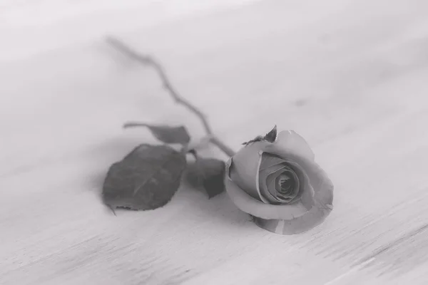 Rosas rosadas en día de San Valentín, fondo romántico (efecto vintage — Foto de Stock