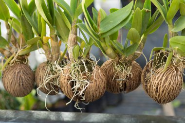 Orkide Kurutulmuş Hindistan cevizi kabuğu