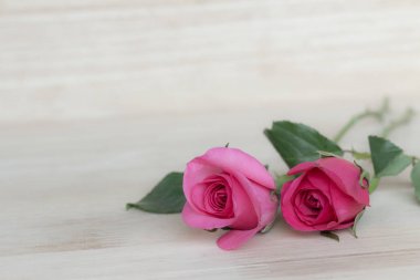 Pembe Gül Sevgililer günü, romantik arka plan (vintage etkisi