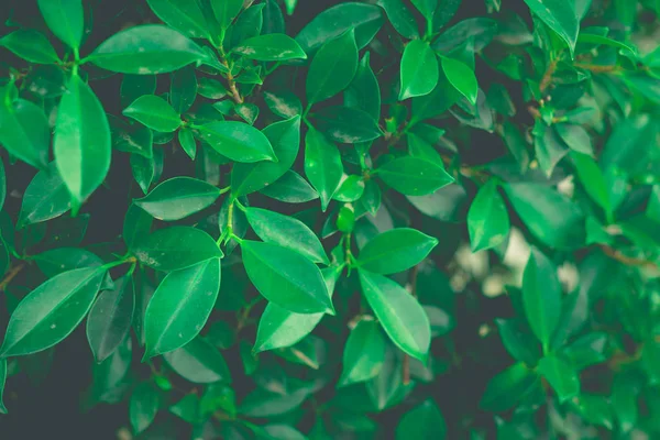 Fondo de hojas arbusto verde de cerca —  Fotos de Stock
