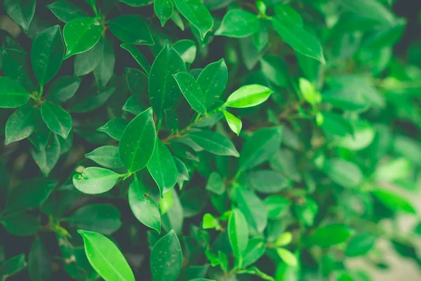 Fond de feuilles buisson vert gros plan — Photo