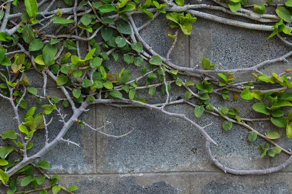 Branch of leaf on the concrete wall surface — Stock Photo, Image
