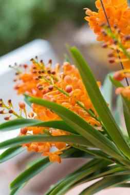 Yapraklı orkide çiçekleri