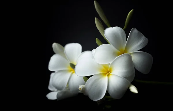 Plumeria blanca o frangipani en el tema de fondo negro —  Fotos de Stock