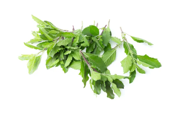 Hojas frescas de albahaca verde aisladas sobre fondo blanco. Swee. —  Fotos de Stock