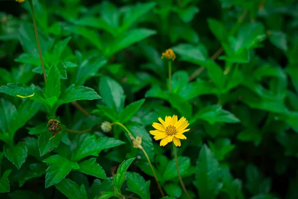 Små gula blommor i den gröna trädgården — Stockfoto