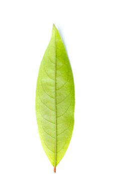 Beyaz arkaplanda yeşil yaprak izole edildi
