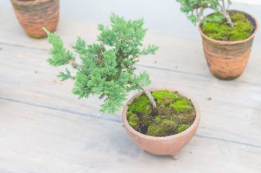 Bahçe dekorasyonu için saksıdaki yeşil bonsai ağacı.