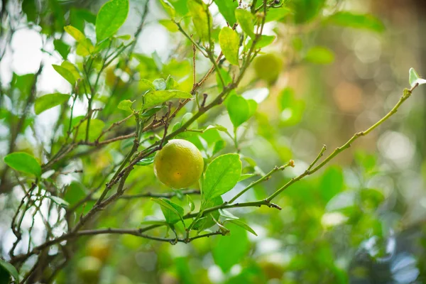 Органічні ліпи або лимонові дерева в полі так свіжі краплі води — стокове фото