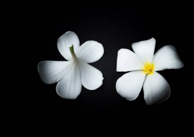 Beyaz Plumeria veya kırmızı arka plan temasında frangipani