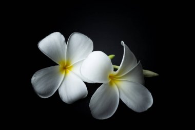 Beyaz Plumeria veya kırmızı arka plan temasında frangipani