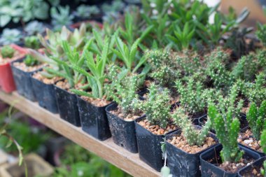 Saksı içinde küçük bir kaktüs fabrikası. Bahçe dekoras için birçok kaktüs