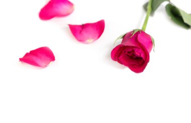 Pembe Gül Sevgililer günü veya romantik olay için beyaz arka plan üzerinde izole yaprakları ile. (seçici odak)