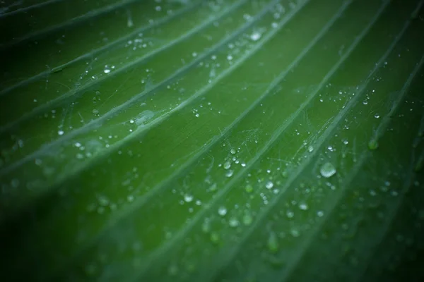 Естественный Фон Свежий Зеленый Лист Текстуры Капли Воды — стоковое фото