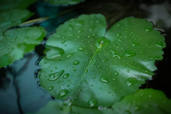 Капли воды на лотосную водяную лилию в дождливый день — стоковое фото