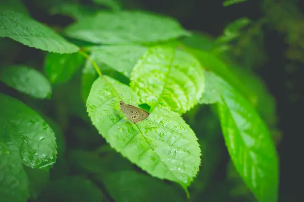 Fermé Papillon se nourrissant de feuilles vertes (mise au point sélective ) — Photo